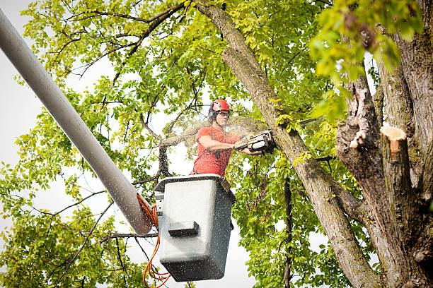 Trusted Osceola, IN Tree Removal Services Experts